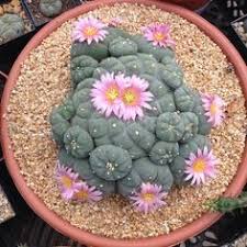 Find the perfect building to live in by filtering to your preferences. 210 Lophophora Ideas In 2021 Succulents Cactus Cactus And Succulents