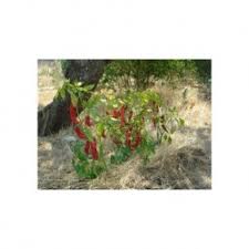 Goat horn produces very hot spicy peppers. Pepper Seeds Florbook