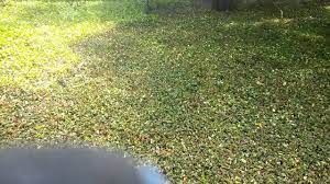 Easy Way To Cut Back Jasmine - Youtube