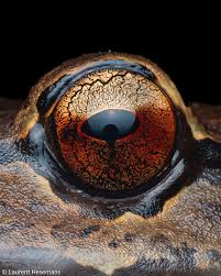 Image result for Lepidagathis scariosa