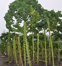 Image result for kadeřávek