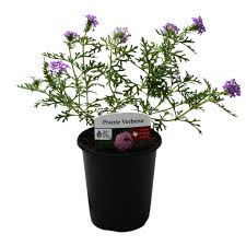 Image result for Verbena × teasii