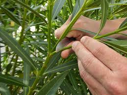 Schneiden sie den oleander (nerium oleander) entweder im spätsommer oder im frühen herbst, kurz bevor sie ihn in seinem winterquartier unterbringen, oder im frühjahr, wenn sie ihn wieder ins freie stellen. Oleander Vermehren Vom Steckling Bis Zur Aussaat Mein Schoner Garten