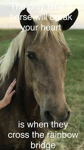 We banked around until we found a rainbow in the dark. The Only Time A Horse Will Break Your Heart Is When They Cross The Rainbow Bridge Horses Rainbow Bridge Equestrian Life