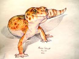 Black And White Leopard Gecko Drawing Leopard Gecko Drawing Leopard Gecko Cute Lizard Cute Gecko
