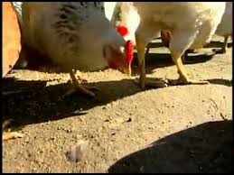 Old Macdonald Had A Farm See Farm