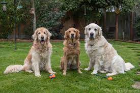 In the uk you won't get a lot of change from £1000 for a purebred goldie pup. Rescue Golden Retriever Committee Of Scotland