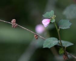 Image result for Urena