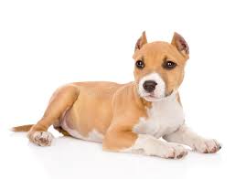 Your puppy's ears are developing from birth until around 5 months old. 186 Crop Dog Ears Photos Free Royalty Free Stock Photos From Dreamstime
