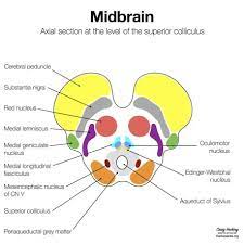 When you buy books using these links the internet archive may earn a small commission. Bookbrain Stem Nuclei Bookbrain Stem Nuclei 3d Brain This Video Was Produced General Somatosensory Nuclei Or Trigeminal Nuclei Dedekfcbarcelona