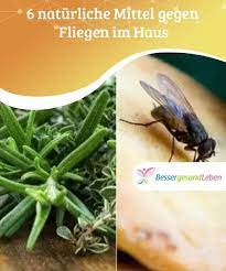 6 naturliche mittel gegen fliegen im haus besser gesund leben fliegen im haus mittel gegen fliegen hausmittel gegen fliegen