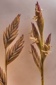 Image result for Halopyrum mucronatum