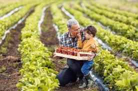 Understanding the Importance of Farm and Ranch Insurance: Protecting Your  Farm and Livelihood - Ashland Insurance