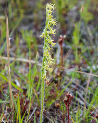 Image result for Holothrix longiflora