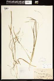 Image result for Carex runssoroensis