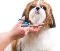Boshel Dog Grooming Scissors Set 2 Pet Grooming Scissors A Safe Rounded Tips A 1 Small Micro Serrated Dog Grooming Scissors Shih Tzu Grooming Pet Grooming