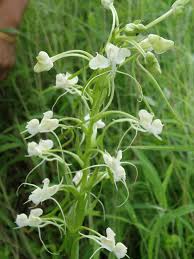 Image result for Habenaria malacophylla