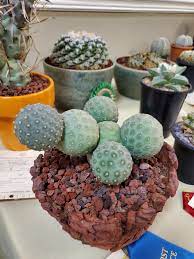 Contact the cactus and succulent society of australia inc (cssa) for more details. 2019 Colorado Cactus And Succulent Show Album On Imgur