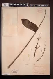 Image result for Zanthoxylum gilletii