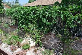 Image result for Gerrardanthus lobatus