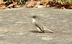 Birds Of Western North Carolina Photos Eastern Phoebe Year Round Unique Animals Western North Carolina Animals