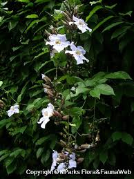Image result for Thunbergia annua