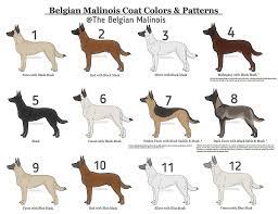 Belgian Mal Colors Belgian Dog Malinois Dog Malinois