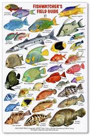 Fishwatchers Reef Field Guide Fishes Of Tropical Atlanti