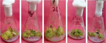 Image result for Cyamopsis serrata