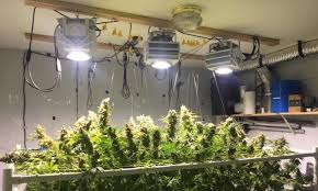 High times magazine called this unit a winner. Grow Lights Archives High Times Magazine