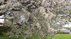 Untuk langkah petama yang perlu di lakukan. 55 Gambar Mewarnai Bunga Sakura Gambaran Bunga Terlengkap Kumpulan Gambar Mewarnai