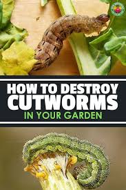 Give the sprayer a gentle shake to mix. How To Get Rid Of Caterpillars Arxiusarquitectura