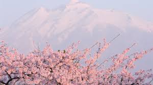 Download Wallpaper 1920x1080 Flower Tree Mountain Peak Full Hd 1080p Hd Background Laptop Wallpaper Aesthetic Desktop Wallpaper Pink Nature