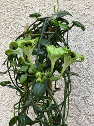 Image result for Ceropegia multiflora