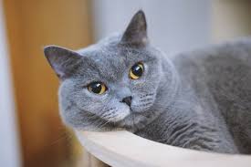 ‪European Cat Breeds - Cats.com‬‏