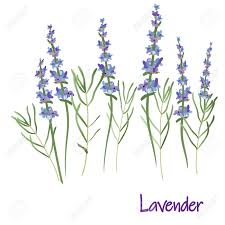 Then draw two more petals on either side of the top petal. Botanical Illustration Lavender Plant Drawing Download Illustration 2020