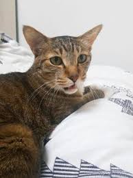 Txt 's taehyun especially expresses how much he misses his cat hobak (pumpkin) while he's away from home. 12 Hobak Ideas Txt Cute Animals Cats