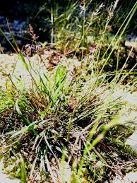 Image result for Eragrostis porosa