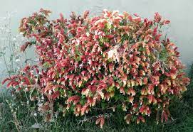 Justicia brandegeana, formerly known as beloperone guttata, is an awesome plant to have at home. Justicia Brandegeana Plantas Jardineria Justicia