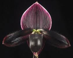 Dracula Simia, the Monkey Face Orchid ...