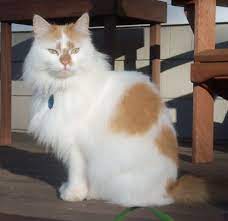 Balinese cats are loyal, vocal, and affectionate. Orange Hair Cat Cat Finders Blog Archive Lost Orange And White Long Haired Cat Pretty Cats Long Haired Cats Cats