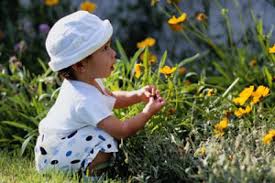 Gefahrliche Pflanzen Fur Krabbelkinder Pflanzen Coole Zimmerpflanzen Stauden Pflanzen