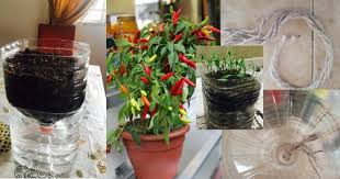 Hasil penangkaran murni dan steril terbaru tahun 2018 yang berasal dari nanggro aceh. 26 Gardening That I Love Ideas Planting Flowers Plants Outdoor Gardens