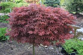 Dwarf Compact Maple Bright Red New Foliage In The Spring Matures To A Deep Japanese Maple Bonsai Dwarf Japanese Maple Japanese Maple