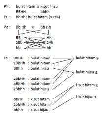 Persilangan monohibrid intermediet (dilengkapi contoh soal hots) persilangan monohibdrid merupakan pewarisan sifat tanaman dengan menggunakan satu sifat beda. Cara Cepat Menyelesaikan Soal Persilangan 1