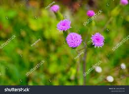 Image result for Emilia integrifolia