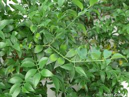 Image result for Nageia nagi