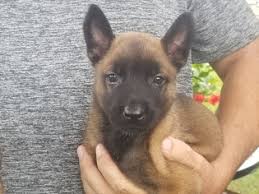 Indeed may be compensated by these employers, helping keep indeed free for jobseekers. Puppyfinder Com Belgian Malinois Puppies Puppies For Sale Near Me In Lafayette Louisiana Usa Page 1 Displays 10