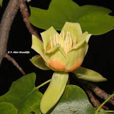 Image result for Diclis ovata