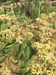 Image result for Heteropyxis natalensis